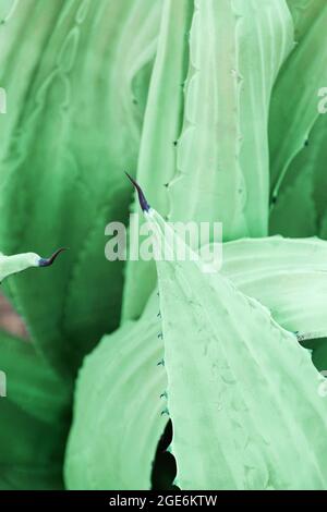 Aloe Vera Pflanze natürlichen Hintergrund. Frische grüne Aloe Vera hinterlässt Textur als Hintergrund. Stockfoto