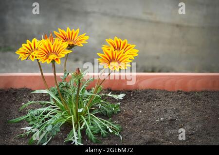 Nahaufnahme von Blumen aus Gazania oder afrikanischen Gänseblümchen im Blumentopf Stockfoto