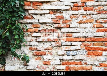 Alte rote Backsteinmauer Hintergrund und kletternde Efeu-Pflanze Stockfoto