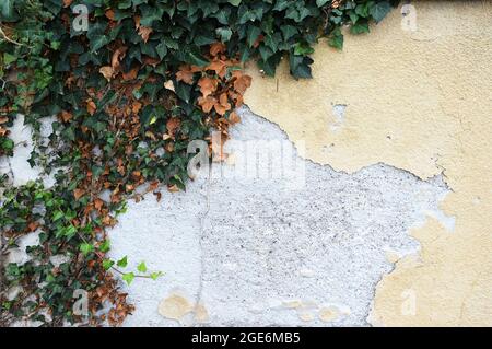 Alte Betonwand mit abblätterndem Gips und kletternder Efeu-Pflanze Stockfoto