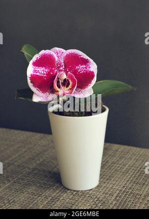 Mini-Orchideenpflanze in einem weißen Topf Stockfoto