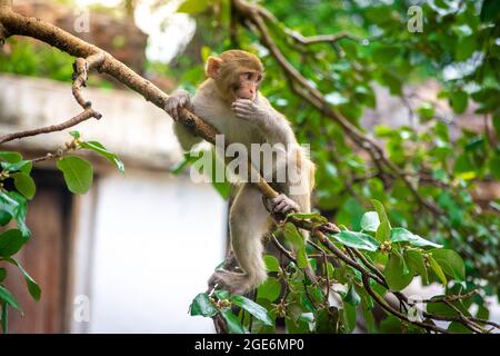 Affe auf dem Baum. Tiere in freier Wildbahn. Stockfoto