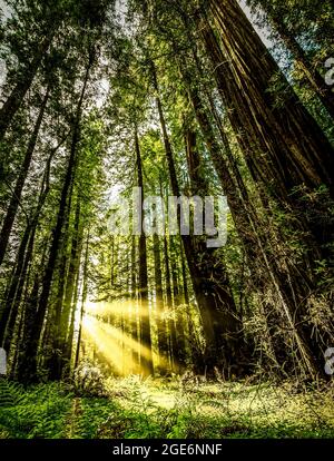 California Redwood National Park Stockfoto