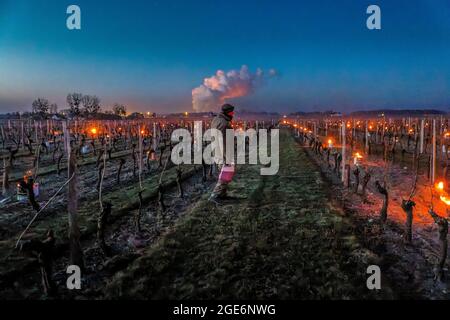 Saint Nicolas de Bourgueil (Nordwestfrankreich): Kampf gegen den Frühlingsfrost in den Weinbergen des Loire-Tals. Gegen den Kälteeinbruch und zu kämpfen Stockfoto