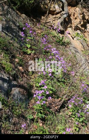 Lunaria annua, Brassicaceae. Wildpflanze im Frühjahr geschossen. Stockfoto