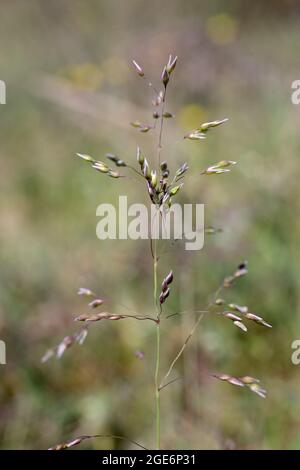 Milium vernale, Poaceae. Wildpflanze im Frühjahr geschossen. Stockfoto