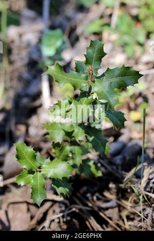 Quercus coccifera, Fagaceae. Wildpflanze im Frühjahr geschossen. Stockfoto