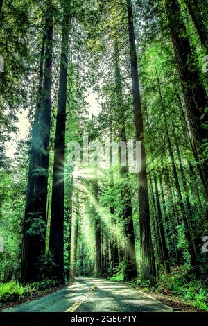 California Redwood National Park Stockfoto