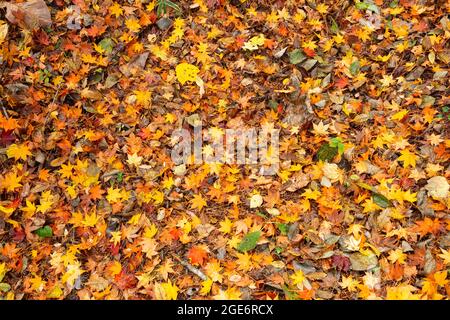 Verfallende Herbstblätter auf dem Boden. Stockfoto