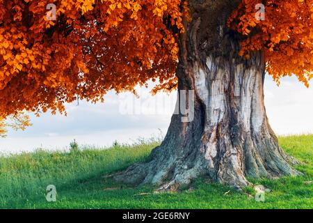 Alte Linde auf Herbstwiese. Große Baumkrone mit üppigem orangefarbenem Laub und dickem Stamm, der durch das Abendlicht leuchtet. Landschaftsfotografie Stockfoto