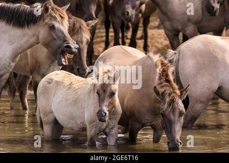 Badepferde, Dülmen Wildponys (auch Dülmener oder Duelmen genannt), Halbwildrasse, Münsterland, Deutschland Stockfoto