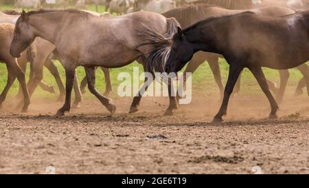 Dülmen Wildponys (auch Dülmener oder Duelmen genannt), seltene Halbwildrasse im Merfelder Bruch, Münsterland, Deutschland Stockfoto