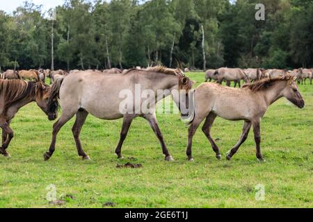 Mare spaziert mit Fohlen. Dülmen Wildponys (auch Dülmener oder Duelmen genannt), Halbwildrasse im Münsterland, Deutschland Stockfoto