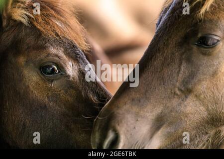 Nahaufnahme, Paarbindungsverhalten bei zwei Pferden Stockfoto