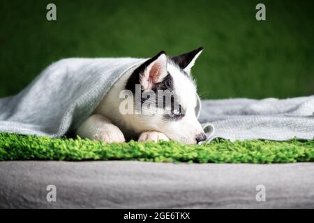 Ein kleiner weißer Hund Welpe Rasse sibirischen Husky mit schönen blauen Augen liegt auf grünem Teppich. Hunde und Tierfotografie Stockfoto
