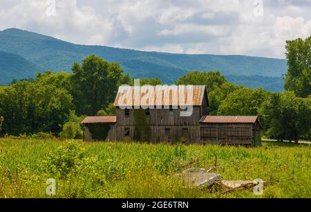Barn liegt am Rande eines Maisfeldes im ländlichen Tennessee, USA Stockfoto