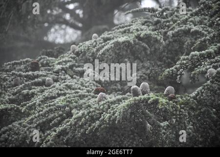 Libanesische Zedernkiefer im Wald in den Bergen, Kiefer Obst Hintergrund wächst in freier Wildbahn im Winter, Blida, Algerien. Stockfoto