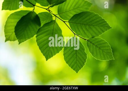 Nahaufnahme Natur Blick auf grüne Buche Blatt auf Frühlingszweige auf verschwommenem Hintergrund im Wald. Copyspace machen Verwendung als natürliche grüne Pflanzen und Ökologie Hintergrund Stockfoto
