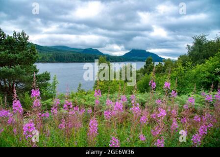 Blick auf Loch Laggan, in der Nähe von Dalwhinnie in den schottischen Highlands, Großbritannien Stockfoto