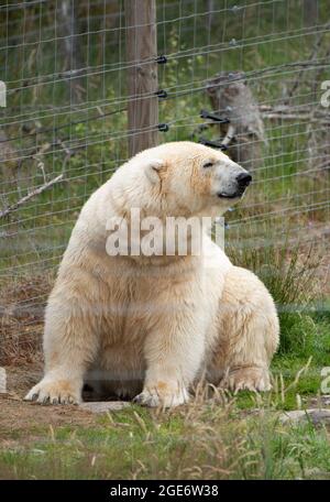 Eine weibliche Eisbärin im Highland Wildlife Park und Zoo in der Nähe von Kingussie, Highland, Schottland. Der Park liegt im Cairngorms National Park. Stockfoto