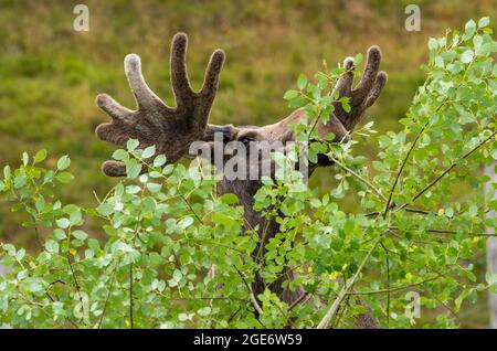 Ein europäischer Elch im Highland Wildlife Park und Zoo in der Nähe von Kingussie, Highland, Schottland. Der Park liegt im Cairngorms National Park. Stockfoto