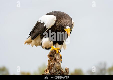 Stellers Seeadler sitzt auf einem Stumpf vor dem Hintergrund von Himmel und Bäumen. Stockfoto