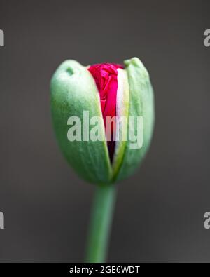 Junge grüne Mohnknospe mit roten Blütenblättern im Inneren. Makrofotografie Stockfoto