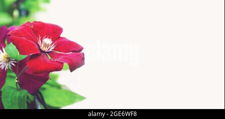 Muttertagskarte oder Hintergrund mit roter Clematis-Blume und Kopierraum Stockfoto