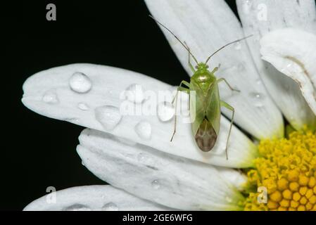 Ein häufiger grüner Capsid-Bug auf einem Oxeye Daisy, Chipping, Preston, Lancashire, UK Stockfoto