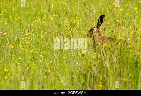 Ein brauner Hase auf einer Wildblumenwiese, Whitewell, Clitheroe, Lancashire, Großbritannien Stockfoto