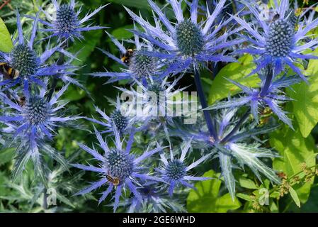 Alpendistel, Chipping, Preston, Lancashire, Großbritannien Stockfoto