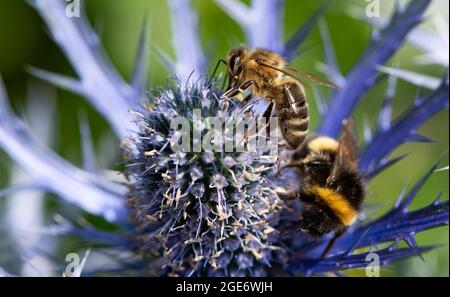 Eine Honigbiene und eine Hummel auf der Alpendistel, Chipping, Preston, Lancashire, Großbritannien Stockfoto