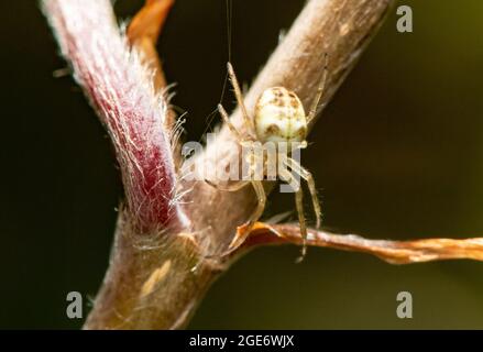 Gewöhnliche Orb-Weberspinne, Chipping, Preston, Lancashire, Großbritannien Stockfoto