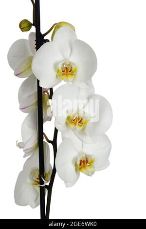 Weiße Orchidee isoliert auf weißem Hintergrund Stockfoto