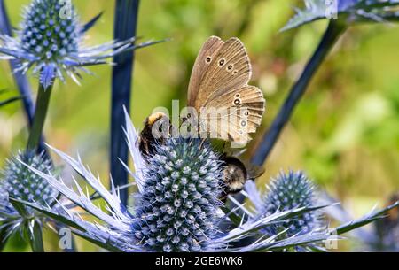 Ein Ringlet-Schmetterling mit Hummeln auf Alpendistel, Chipping, Preston, Lancashire, Großbritannien Stockfoto