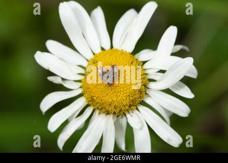 Ein gewöhnlicher Brennnesselhahn-Motte auf einer Oxeye-Gänseblümchen, Chipping, Preston, Lancashire, Großbritannien Stockfoto