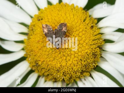 Ein gewöhnlicher Brennnesselhahn-Motte auf einer Oxeye-Gänseblümchen, Chipping, Preston, Lancashire, Großbritannien Stockfoto