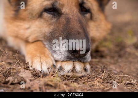 Schlafender deutscher Schäferhund im Freien auf dem Boden Stockfoto