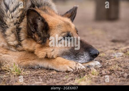 Schlafender deutscher Schäferhund im Freien auf dem Boden Stockfoto
