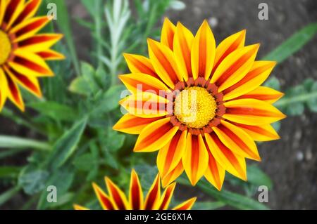 Gazania Blume oder afrikanische Gänseblümchen im Sommergarten Stockfoto