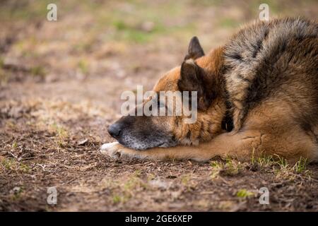 Schlafender deutscher Schäferhund im Freien auf dem Boden Stockfoto