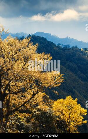 Magische junge gelbe und orangefarbene Blätter im Spätherbst oder frühen Frühling. Berge und dunkle Wolken im Hintergrund. Stockfoto