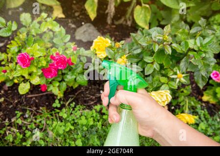 Nahaufnahme einer Person, die im Garten des Hauses selbstgebasteltes Insektenspray verwendet, um Rosen vor Insekten zu schützen. Stockfoto