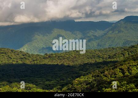 Nebelwald bedeckt Reserva Biologica Bosque Nuboso Monteverde, Costa Rica. Stockfoto