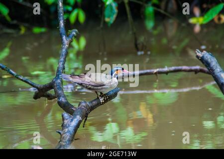 Sungrebe oder American Finfoot Heliornis fulica im Tortuguero National Park, Costa Rica Stockfoto