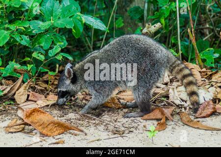 Krabbenfressende Waschbär Procyon cancrivorus im Cahuita Nationalpark, Costa Rica Stockfoto