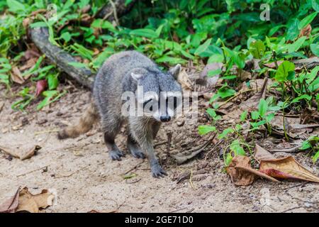 Krabbenfressende Waschbär Procyon cancrivorus im Cahuita Nationalpark, Costa Rica Stockfoto