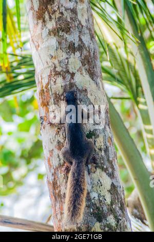 Gefärbtes Eichhörnchen Sciurus variegatoides im Cahuita-Nationalpark, Costa Rica Stockfoto