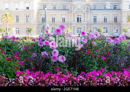 Rosa Dahlien im Jardin du Luxembourg mit dem Palais du Luxembourg Beyond, Paris, Ile-de-France, Frankreich Stockfoto