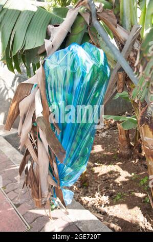 Bananenpflanze in Plastiktüte, Bananenplantage, Ribeira Brava, Madeira, Portugal, Europa Stockfoto